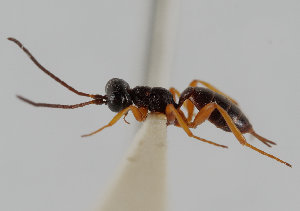  ( - UK005-B04)  @11 [ ] CreativeCommons Attribution (by)  The Trustees of the Natural History Museum, London Natural History Museum, London