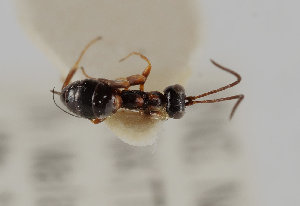  ( - UK005-C04)  @11 [ ] CreativeCommons Attribution (by)  The Trustees of the Natural History Museum, London Natural History Museum, London