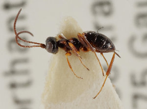  ( - UK005-C04)  @11 [ ] CreativeCommons Attribution (by)  The Trustees of the Natural History Museum, London Natural History Museum, London