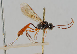  (Bathythrix tenuis - UK005-F04)  @11 [ ] CreativeCommons Attribution (by)  The Trustees of the Natural History Museum, London Natural History Museum, London