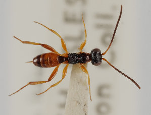  ( - UK005-G04)  @11 [ ] CreativeCommons Attribution (by)  The Trustees of the Natural History Museum, London Natural History Museum, London