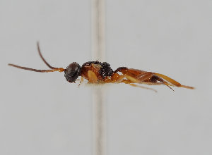  (Gelis problemator - UK005-G04)  @11 [ ] CreativeCommons Attribution (by)  The Trustees of the Natural History Museum, London Natural History Museum, London