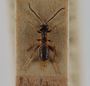  ( - UK005-H04)  @11 [ ] CreativeCommons Attribution (by)  The Trustees of the Natural History Museum, London Natural History Museum, London