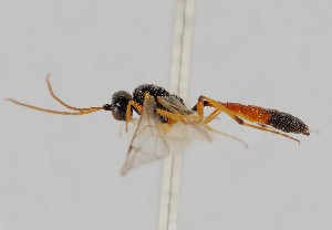  (Bathythrix alter - UK005-B05)  @11 [ ] CreativeCommons Attribution (by)  The Trustees of the Natural History Museum, London Natural History Museum, London