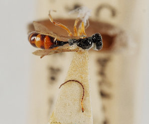  ( - UK005-E05)  @11 [ ] CreativeCommons Attribution (by)  The Trustees of the Natural History Museum, London Natural History Museum, London