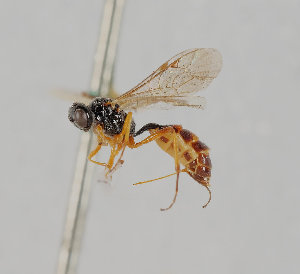  (Bathythrix spheginus - UK005-E05)  @11 [ ] CreativeCommons Attribution (by)  The Trustees of the Natural History Museum, London Natural History Museum, London