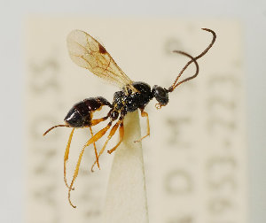  ( - UK005-H07)  @11 [ ] CreativeCommons Attribution (by)  The Trustees of the Natural History Museum, London Natural History Museum, London