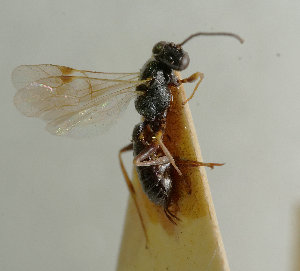  (Zoophthorus plumbeus - UK005-A08)  @11 [ ] CreativeCommons Attribution (by)  The Trustees of the Natural History Museum, London Natural History Museum, London