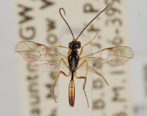  (Uchidella longicaudata - UK005-F10)  @11 [ ] CreativeCommons Attribution (by)  The Trustees of the Natural History Museum, London Natural History Museum, London