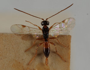  (Zoophthorus anglicanus - UK005-G12)  @11 [ ] CreativeCommons Attribution (by)  The Trustees of the Natural History Museum, London Natural History Museum, London