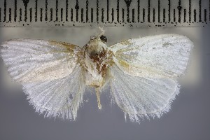  (Athrypsiastis cheesmanae - NHMUK010923206)  @11 [ ] CreativeCommons - Attribution Non-Commercial Share-Alike (2020) Mark Sterling Natural History Museum, London