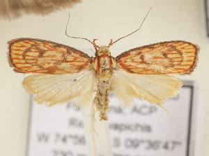  ( - Peru_50957_E10)  @11 [ ] CreativeCommons - Attribution Non-Commercial Share-Alike (2025) Peter Buchner Tiroler Landesmuseum