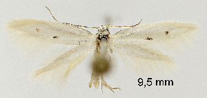  ( - TLMF Lep 29035)  @11 [ ] CreativeCommons - Attribution Non-Commercial Share-Alike (2022) Friedmar Graf Tiroler Landesmuseum