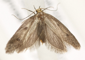  ( - TLMF_Lep_38389)  @11 [ ] CreativeCommons - Attribution Non-Commercial Share-Alike (2023) Peter Buchner Tiroler Landesmuseum