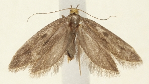  ( - TLMF_Lep_38441)  @11 [ ] CreativeCommons - Attribution Non-Commercial Share-Alike (2023) Peter Buchner Tiroler Landesmuseum