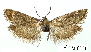  ( - TLMF_Lep_38577)  @11 [ ] CreativeCommons - Attribution Non-Commercial Share-Alike (2024) Klaus Schwabe Tiroler Landesmuseum