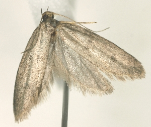  ( - TLMF_Lep_38597)  @11 [ ] CreativeCommons - Attribution Non-Commercial Share-Alike (2024) Peter Buchner Tiroler Landesmuseum