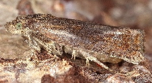  ( - TLMF_Lep_38619)  @11 [ ] CreativeCommons - Attribution Non-Commercial Share-Alike (2024) Peter Buchner Tiroler Landesmuseum