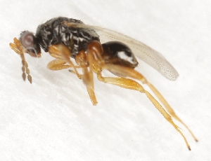  ( - TLMF_Lep_47517)  @11 [ ] CreativeCommons - Attribution Non-Commercial Share-Alike (2025) Peter Buchner Tiroler Landesmuseum