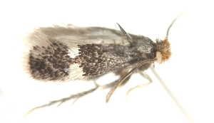  ( - TLMF_Lep_47525)  @11 [ ] CreativeCommons - Attribution Non-Commercial Share-Alike (2025) Peter Buchner Tiroler Landesmuseum