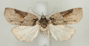  ( - TLMF_Lep_47580)  @11 [ ] CreativeCommons - Attribution Non-Commercial Share-Alike (2025) Peter Buchner Tiroler Landesmuseum