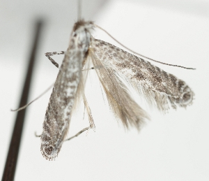  ( - TLMF_Lep_47584)  @11 [ ] CreativeCommons - Attribution Non-Commercial Share-Alike (2025) Peter Buchner Tiroler Landesmuseum