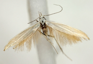  ( - TLMF_Lep_47586)  @11 [ ] CreativeCommons - Attribution Non-Commercial Share-Alike (2025) Peter Buchner Tiroler Landesmuseum