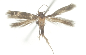  ( - TLMF_Lep_47610)  @11 [ ] CreativeCommons - Attribution Non-Commercial Share-Alike (2025) Peter Buchner Tiroler Landesmuseum