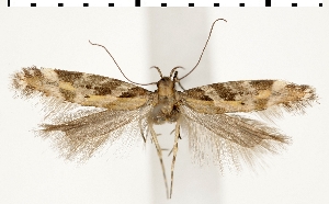  ( - TLMF_Lep_47640)  @11 [ ] CreativeCommons - Attribution Non-Commercial Share-Alike (2025) Peter Buchner Tiroler Landesmuseum