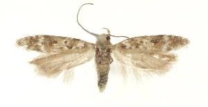  ( - TLMF_Lep_47641)  @11 [ ] CreativeCommons - Attribution Non-Commercial Share-Alike (2025) Peter Buchner Tiroler Landesmuseum