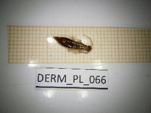  ( - DERM_PL_066)  @11 [ ] CreativeCommons Attribution (2025) Dept Invertebrate Zoology and Hydrobiology, University of Lodz University of Lodz