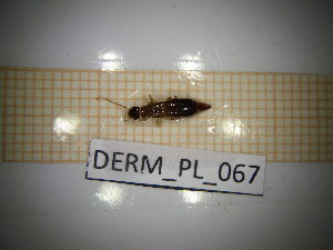  ( - DERM_PL_067)  @11 [ ] CreativeCommons Attribution (2025) Dept Invertebrate Zoology and Hydrobiology, University of Lodz University of Lodz