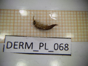  ( - DERM_PL_068)  @11 [ ] CreativeCommons Attribution (2025) Dept Invertebrate Zoology and Hydrobiology, University of Lodz University of Lodz