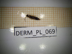  ( - DERM_PL_069)  @11 [ ] CreativeCommons Attribution (2025) Dept Invertebrate Zoology and Hydrobiology, University of Lodz University of Lodz