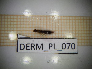  ( - DERM_PL_070)  @11 [ ] CreativeCommons Attribution (2025) Dept Invertebrate Zoology and Hydrobiology, University of Lodz University of Lodz