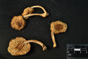  (Oudemansiella platensis - MEX-0020)  @11 [ ] CreativeCommons - Attribution Non-Commercial (2016) Emanuel Grassi UBA