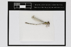  ( - 013-166)  @11 [ ] Copyright (2021) Unspecified Museo regionale di Scienze naturali Efisio Noussan, Regione Autonoma Valle d'Aosta