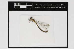  ( - 013-370)  @11 [ ] Copyright (2021) Unspecified Museo regionale di Scienze naturali Efisio Noussan, Regione Autonoma Valle d'Aosta