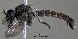  (Habropogon appendiculatus - KLMDip00521)  @11 [ ] CreativeCommons - Attribution Non-Commercial Share-Alike (2024) Ernst Hüttinger Landesmuseum Kärnten