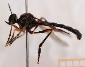  ( - KLMDip00622)  @11 [ ] CreativeCommons - Attribution Non-Commercial Share-Alike (2024) Laura Waldner Landesmuseum Kärnten