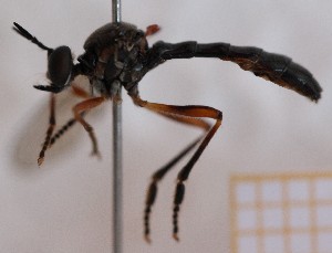  ( - KLMDip00623)  @11 [ ] CreativeCommons - Attribution Non-Commercial Share-Alike (2024) Laura Waldner Landesmuseum Kärnten