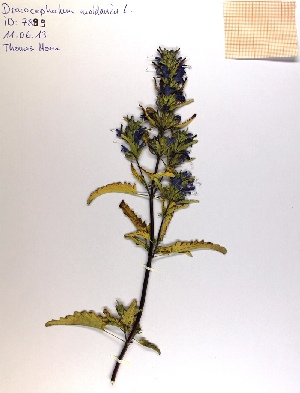  (Dracocephalum moldavica - UNKAR7899)  @11 [ ] CreativeCommons - Attribution Non-Commercial (2013) Unspecified Botanical Institute, KIT, Germany