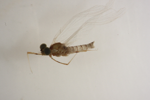  ( - SWRC-Efri_MDIFW_AB1)  @11 [ ] Copyright (c) (2025) David H. Funk Stroud Water Research Center