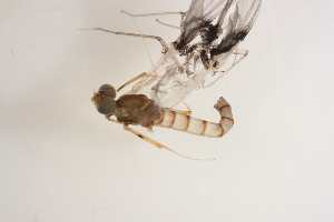  ( - SWRC-Efri_MDIFW_BB12)  @11 [ ] Copyright (c) (2025) David H. Funk Stroud Water Research Center