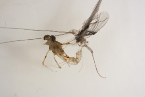  ( - SWRC-Efri_MDIFW_BB14)  @11 [ ] Copyright (c) (2025) David H. Funk Stroud Water Research Center