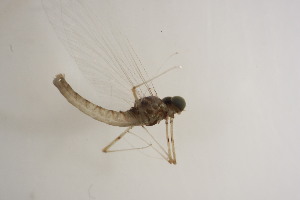  ( - SWRC-Efri_MDIFW_BB19)  @11 [ ] Copyright (c) (2025) David H. Funk Stroud Water Research Center