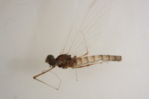  ( - SWRC-Efri_MDIFW_BB22)  @11 [ ] Copyright (c) (2025) David H. Funk Stroud Water Research Center