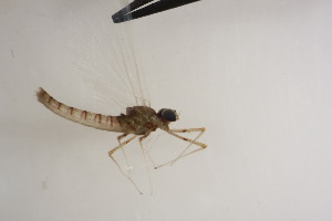  ( - SWRC-Efri_MDIFW_BB4)  @11 [ ] Copyright (c) (2025) David H. Funk Stroud Water Research Center