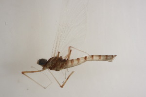  ( - SWRC-Efri_MDIFW_BB9)  @11 [ ] Copyright (c) (2025) David H. Funk Stroud Water Research Center