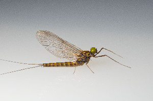  ( - SWRC-AL_Nev_06)  @11 [ ] Copyright (c) (2022) David H. Funk Stroud Water Research Center